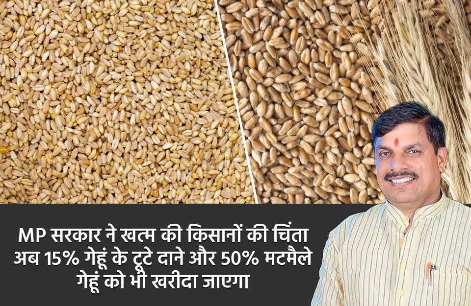 Good news for Farmers in Madhya Pradesh, Government will now Purchase 15% Broken Grains and 50% dull grains of Wheat, Know on khetivyapar